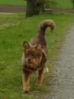 Finnischer Lapphund - Suomenlapinkoira